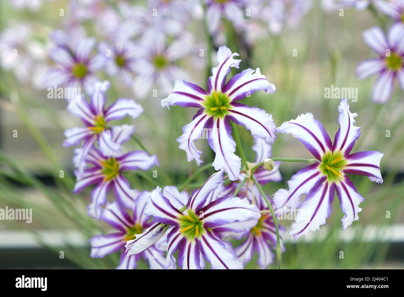 Leucocoryne vittata o giglio di sole, in fiore Foto Stock