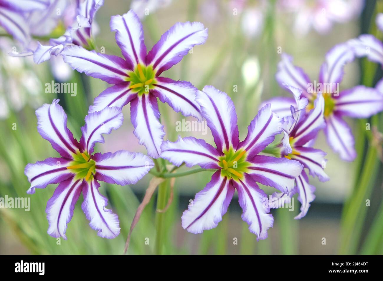 Leucocoryne vittata o giglio di sole, in fiore Foto Stock