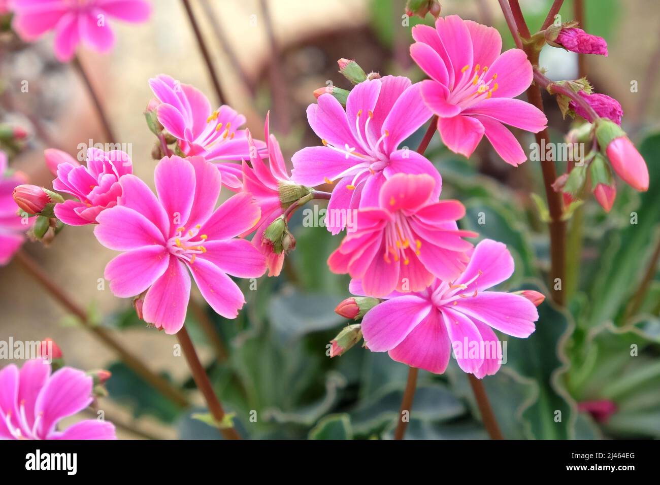 Rosa lewisia cotiledone in fiore Foto Stock