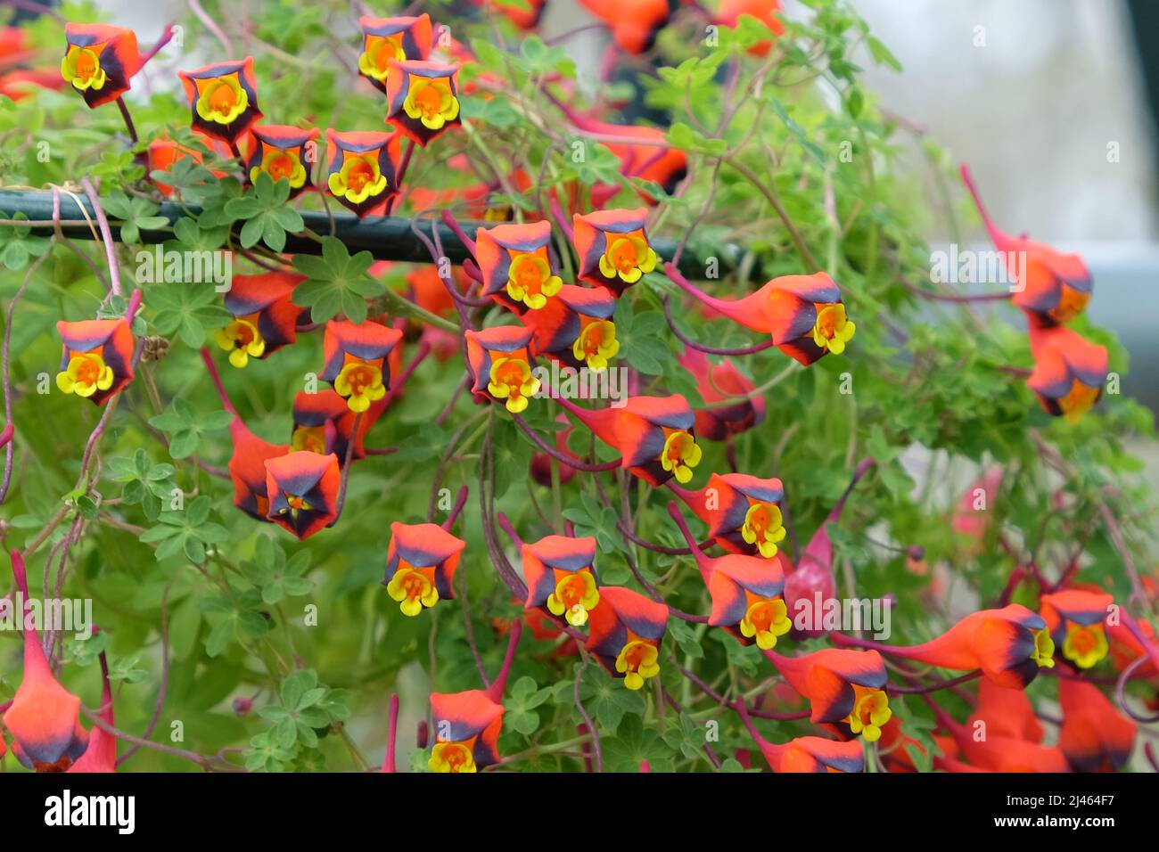 Dainty Tropaeolum tricolore in fiore Foto Stock