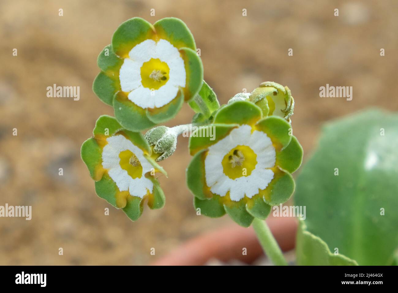 Primula Auricula ÔGreenpeaceÕ in fiore Foto Stock