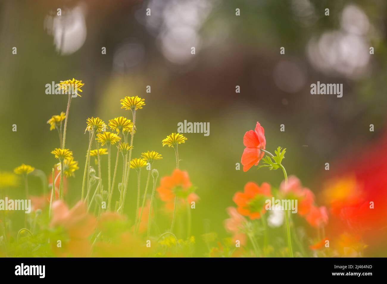 Fuoco selettivo su un campo di coronaria rossa di Anemone (Poppy Anemone). Fotografato in Israele nella primavera di febbraio. Questo fiore selvatico può apparire in diversi Foto Stock