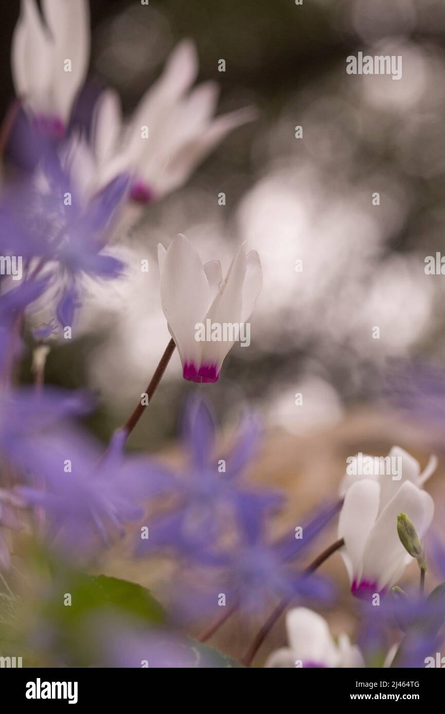 Un gruppo di violetti persiani fioriti (ciclamino pericum). Fotografato in Israele nel mese di febbraio Foto Stock