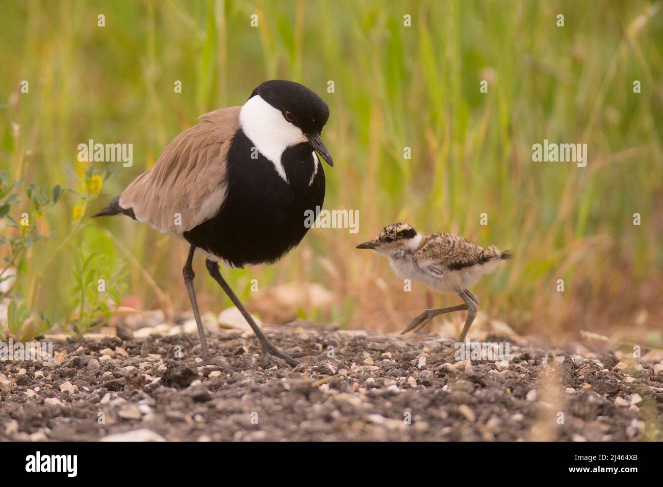 Adulto e chick dallo sperone Pavoncella o dallo sperone Plover (Vanellus spinosus) fotografato in Israele nella primavera Aprile Foto Stock