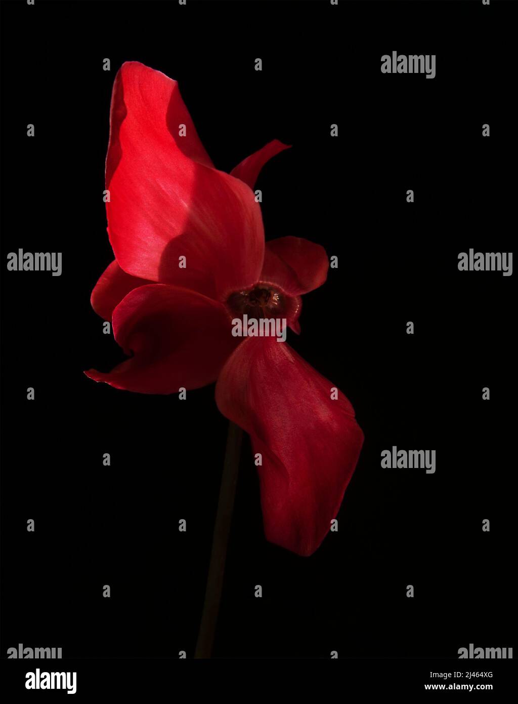 Bel fiore di ciclamino su sfondo nero. Fiore rosso appassionato su un gambo lungo e sottile. Grandi petali rossi curvi. Foto Stock