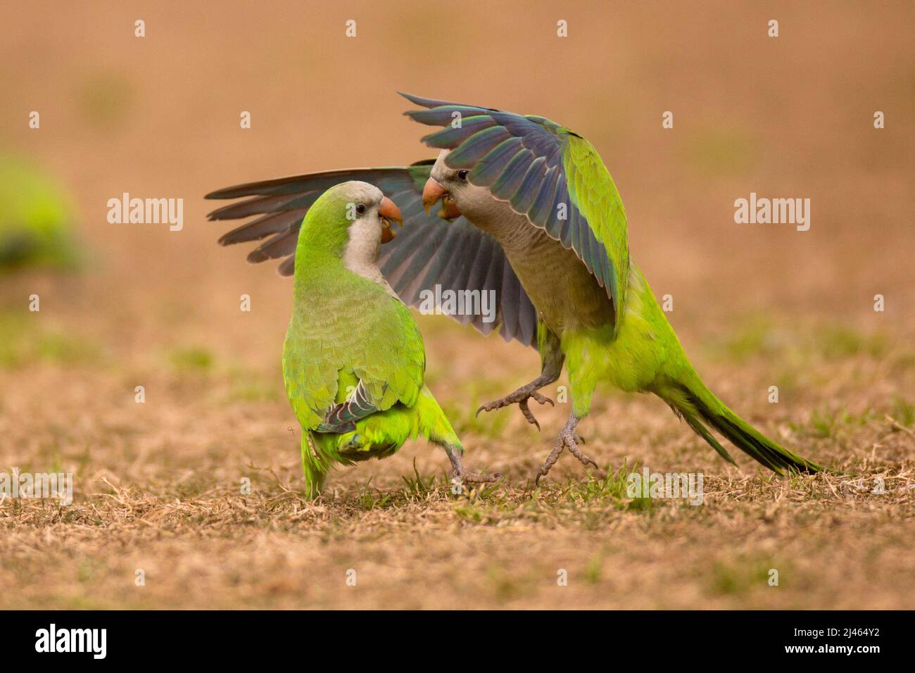 Corteggiamento dei Parakeets del Monk, anche conosciuto come il Parrot del Quaker, (Myiopsitta monachus) originalmente dall'America del sud questi uccelli sono fuggiti dagli allevatori A. Foto Stock