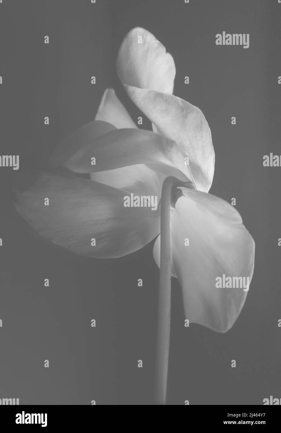 Bel fiore di ciclamino su sfondo nero. Delicato fiore rosa su un gambo lungo e sottile. Delicati petali rosa grandi. Vista posteriore; bianco e nero; bianco e nero Foto Stock