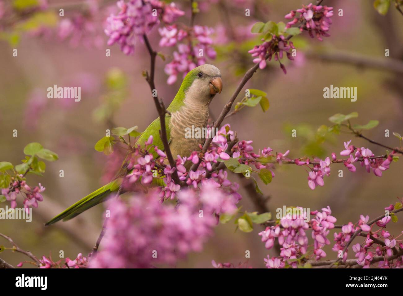 Monaco Parakeet, tra i fiori malva di un Judas-treealso (Cercis siliquastrum) questo uccello ferale conosciuto come il Parrot Quaker, (Myiopsitta monachus) o Foto Stock