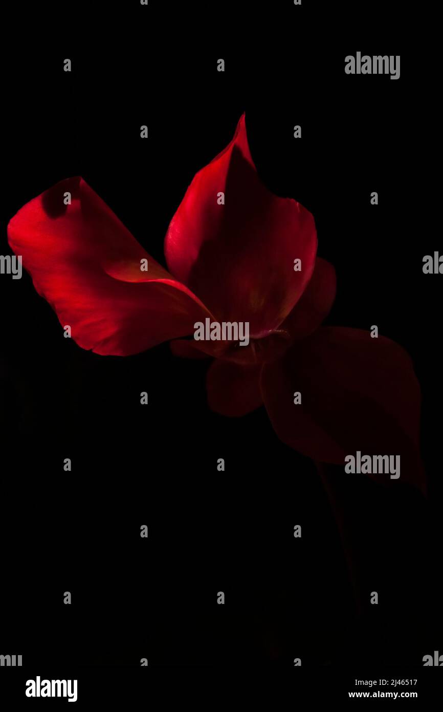 Bel fiore di ciclamino su sfondo nero. Fiore rosso appassionato. Petali curvi rossi Foto Stock
