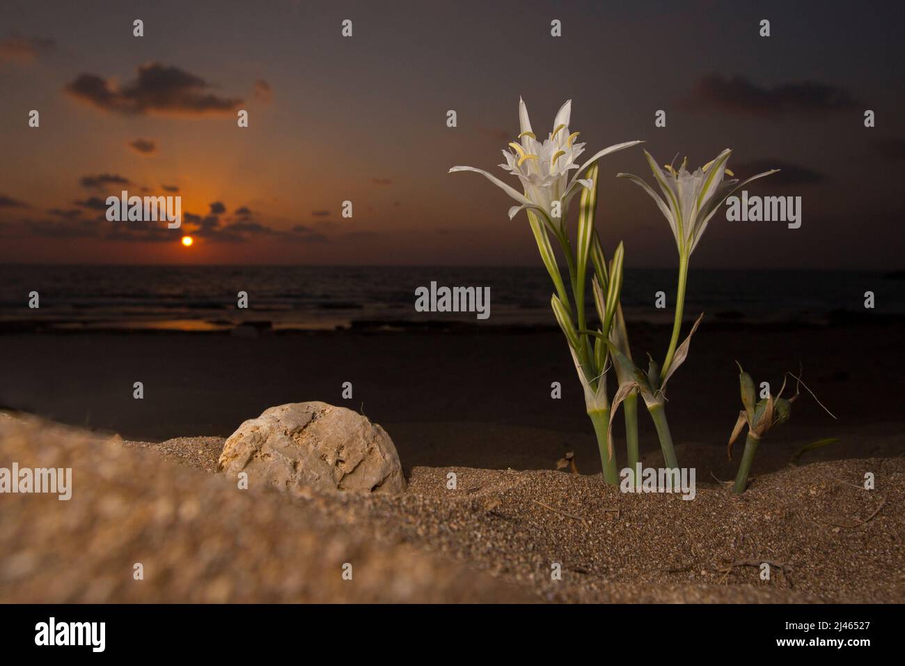 Un bambino piccolo sta odorando un daffodil marino, pancratium giglio mare (pancratium maritimum) sulla costa mediterranea, israele in ottobre di notte Foto Stock