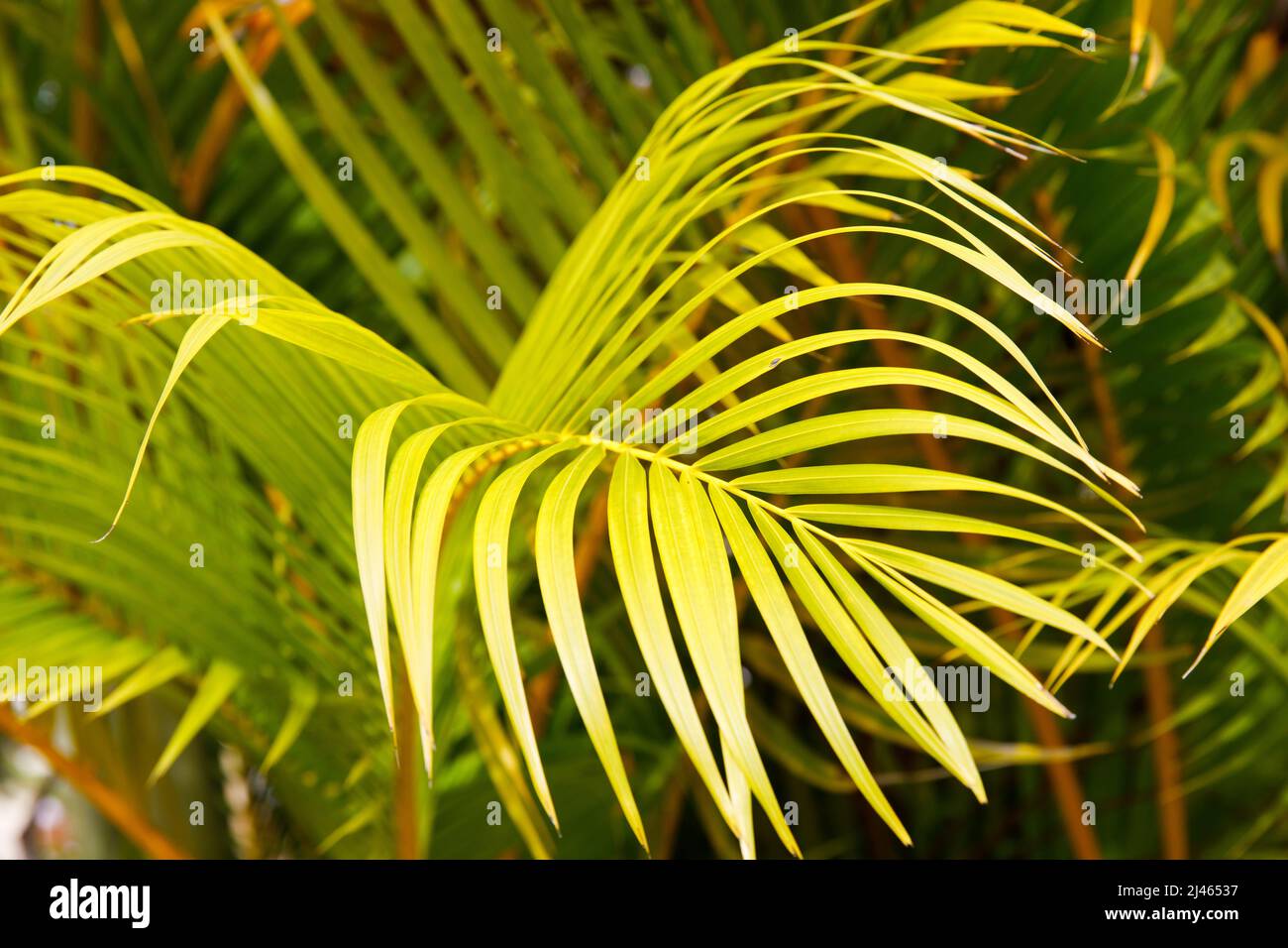 Primo piano con foglie di palma, Repubblica Dominicana, spiaggia soleggiata, palme, sulla costa Foto Stock