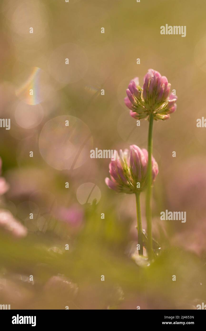 Trifolium purpurpureum (trifoglio viola) Clover o trifoglio sono nomi comuni per le piante del genere Trifolium che fissa azoto, riducendo la necessità di sintesi Foto Stock