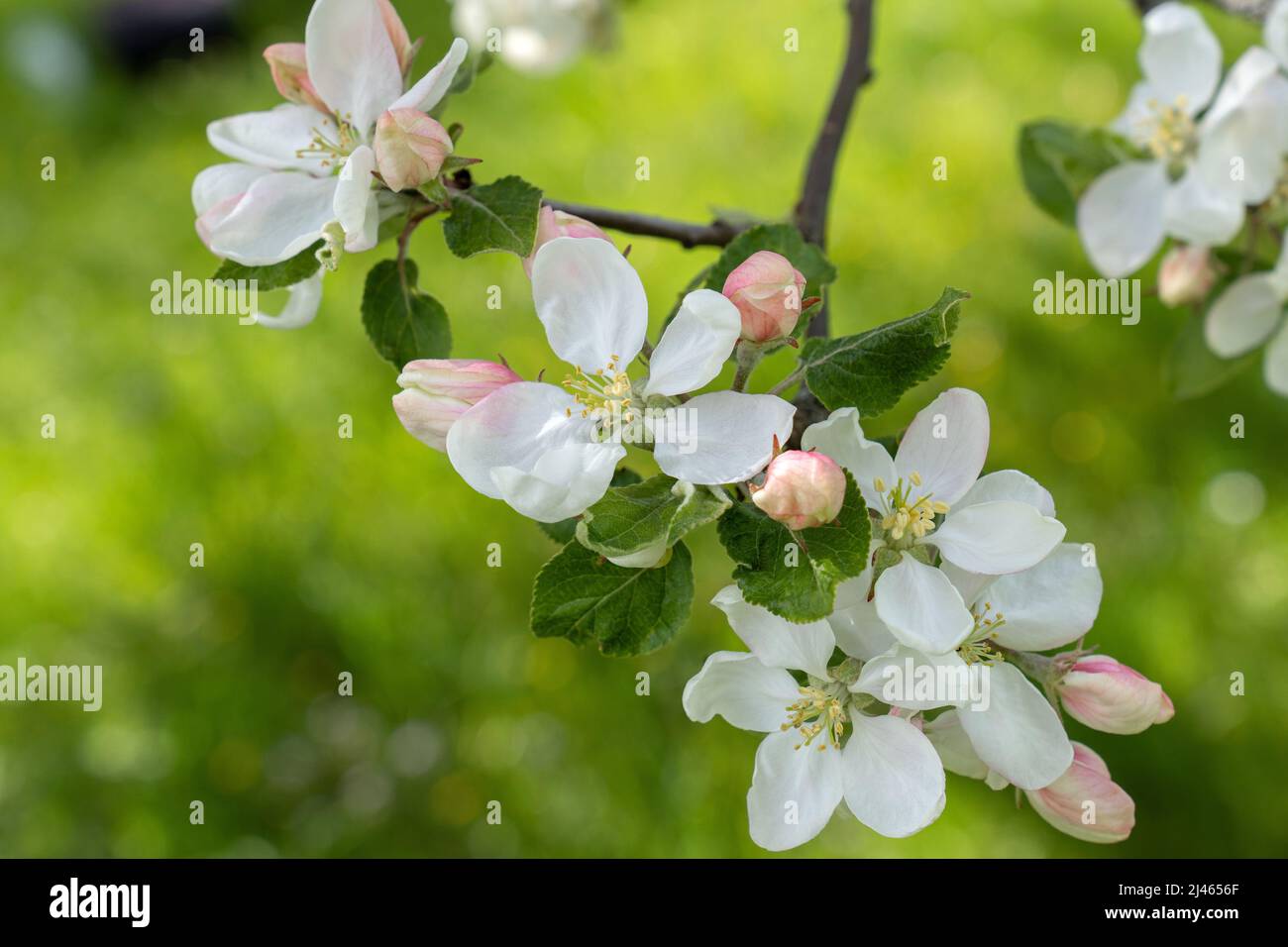 Primo piano del ramo di un melo con fiori bianchi e boccioli rosa Foto Stock