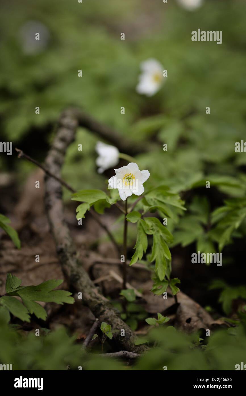 Legno anemone fiore (Anemonoides nemorosa) Foto Stock