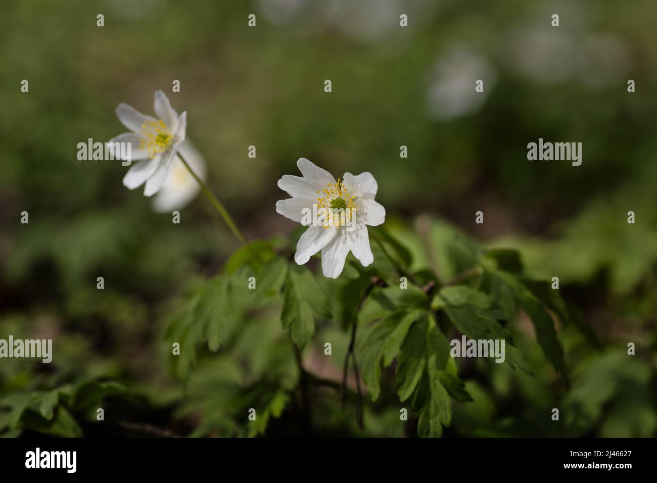 Legno anemone (Anemonoides nemorosa) fiori nel bosco Foto Stock