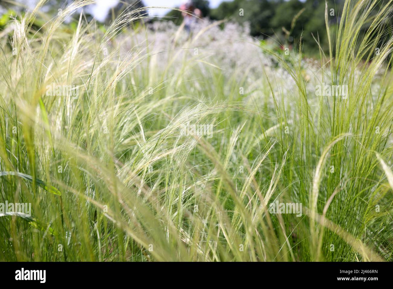 Grano che si muove in vento in una giornata di sole in campo Foto Stock