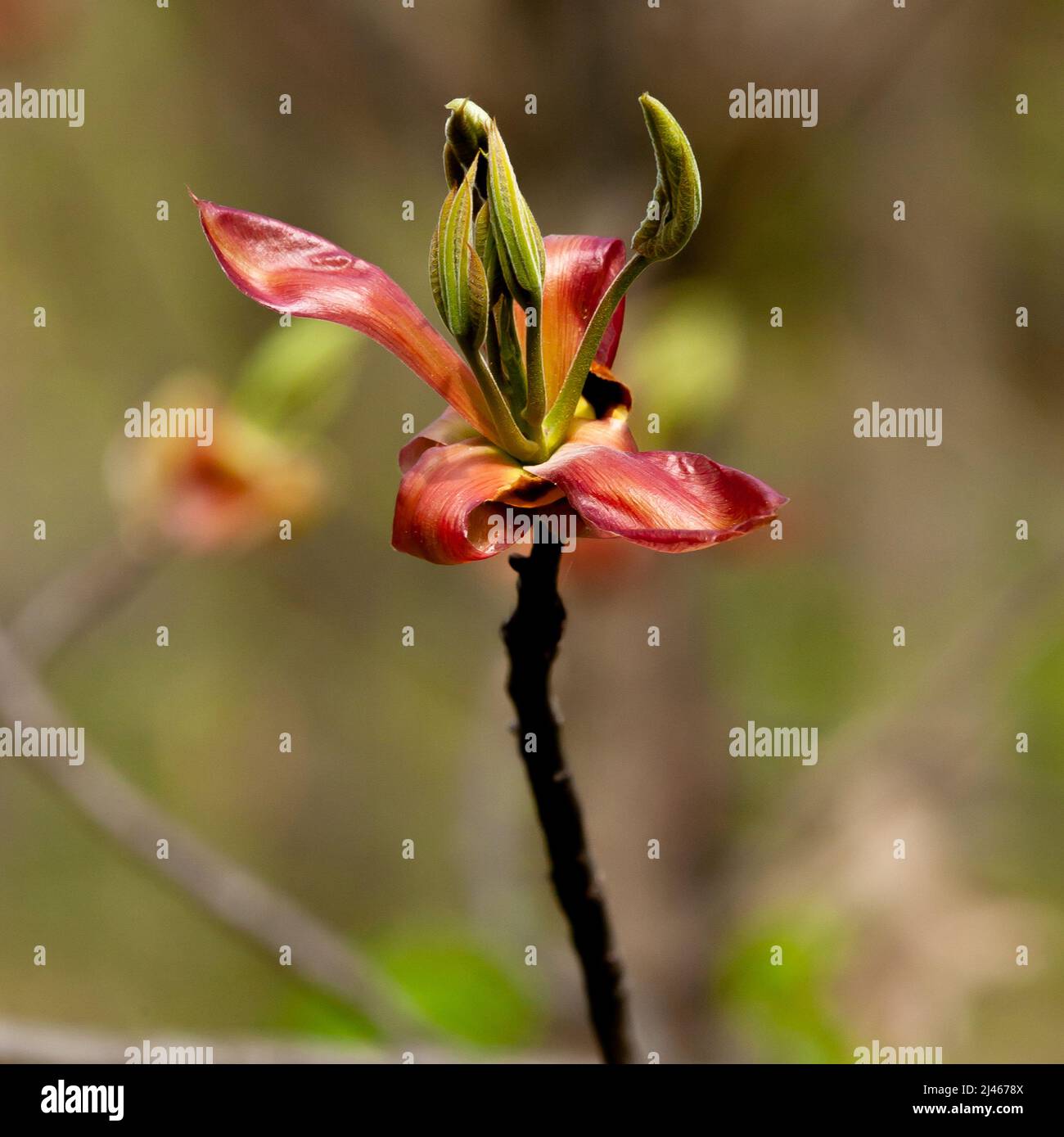 Germoglio di foglie di primavera di albero di Hickory. Foto Stock