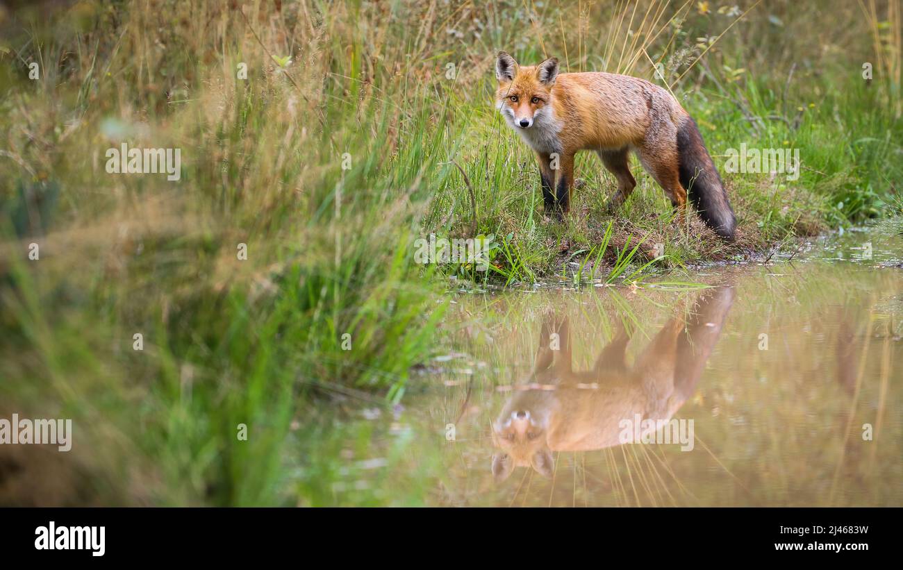 Volpe rossa che guarda in piedi vicino all'acqua con spazio di copia Foto Stock