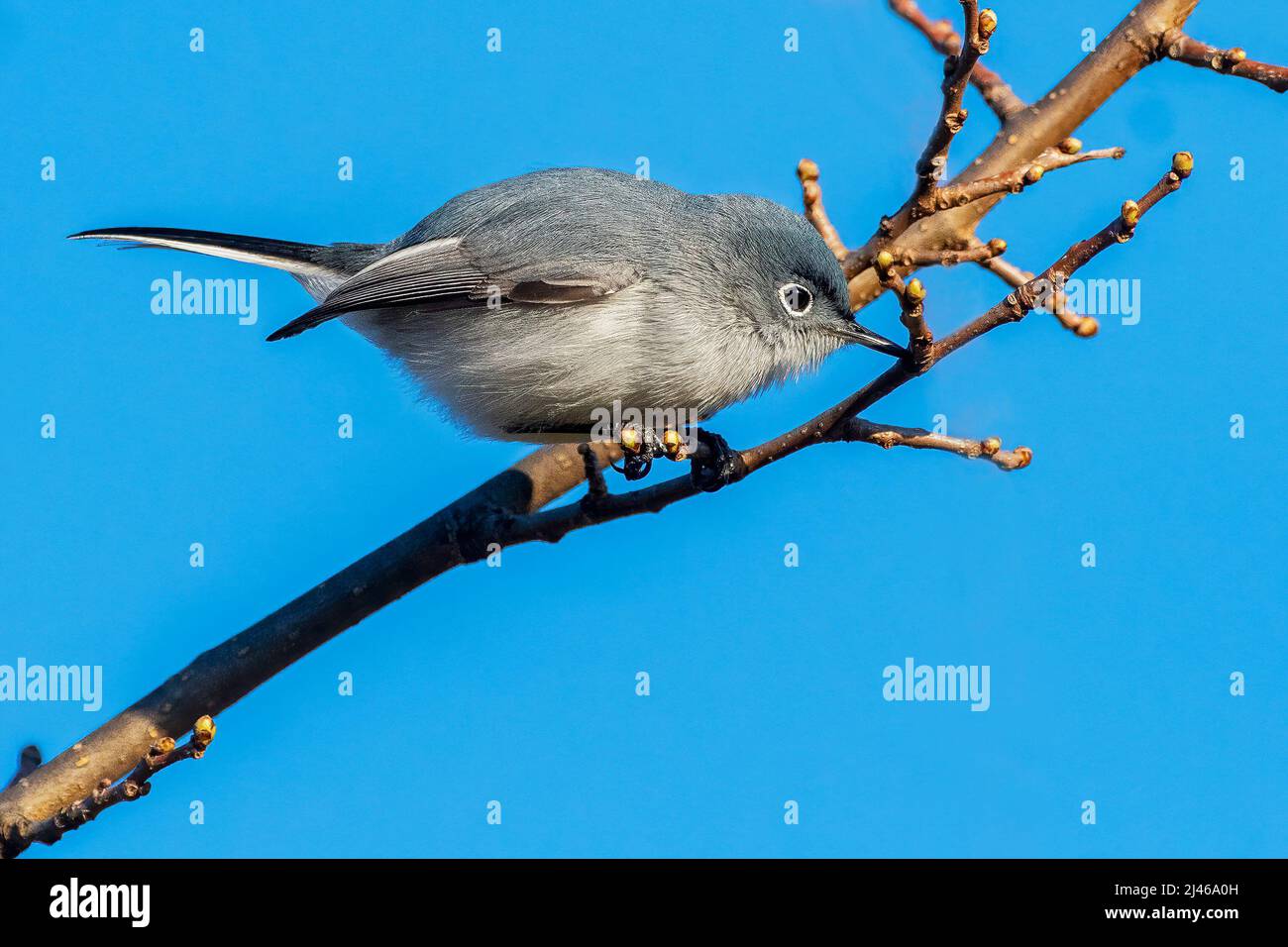 Blu-grigio gnatcatcher all'inizio di aprile Foto Stock