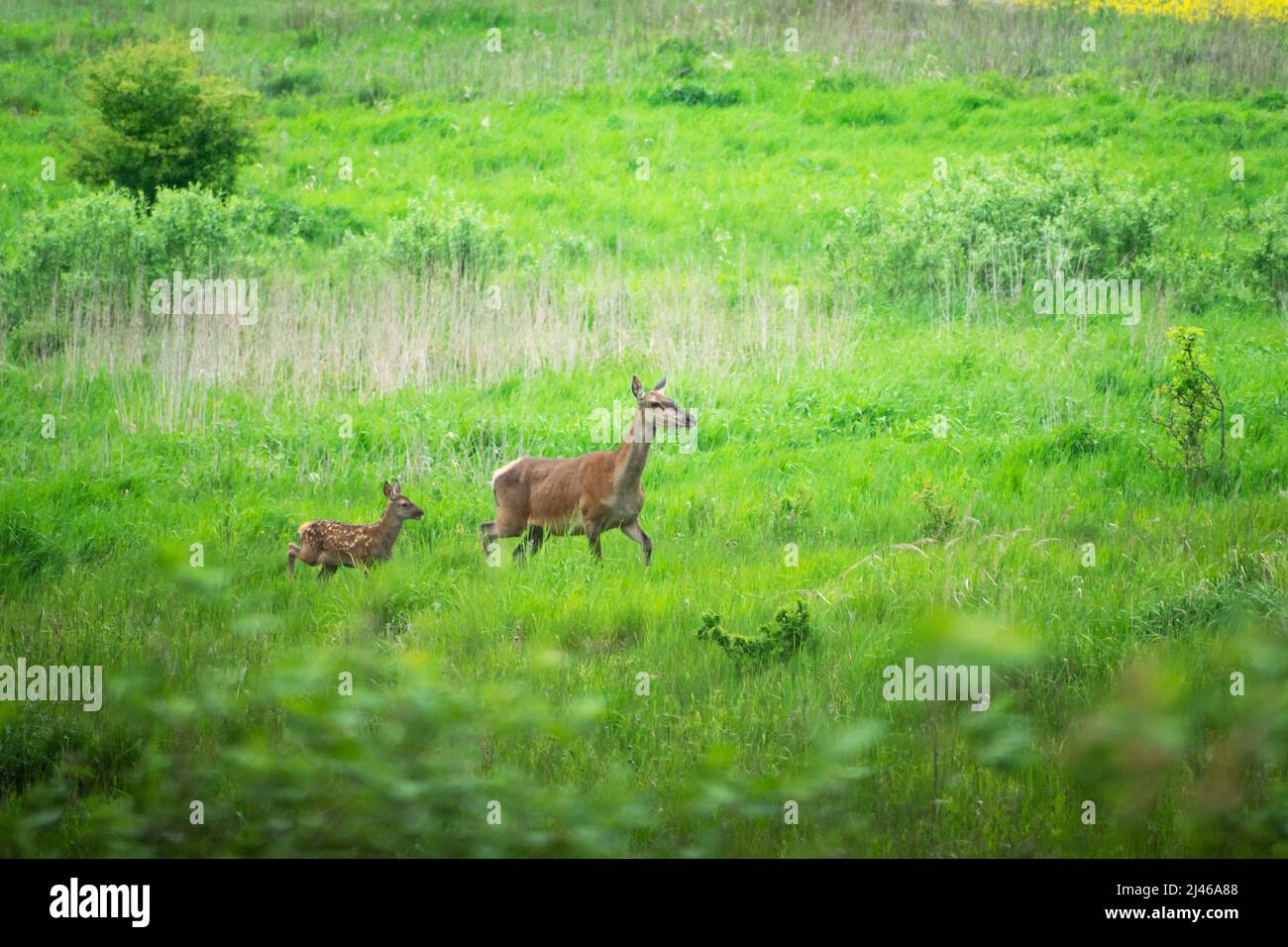 Una cotenna e un giovane cervo rosso che corre attraverso un prato Foto Stock