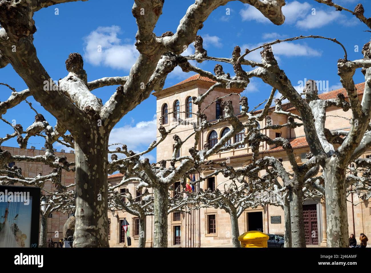 Alberi impollarati nella città romanica di Zamora, Castiglia e León, Spagna Foto Stock