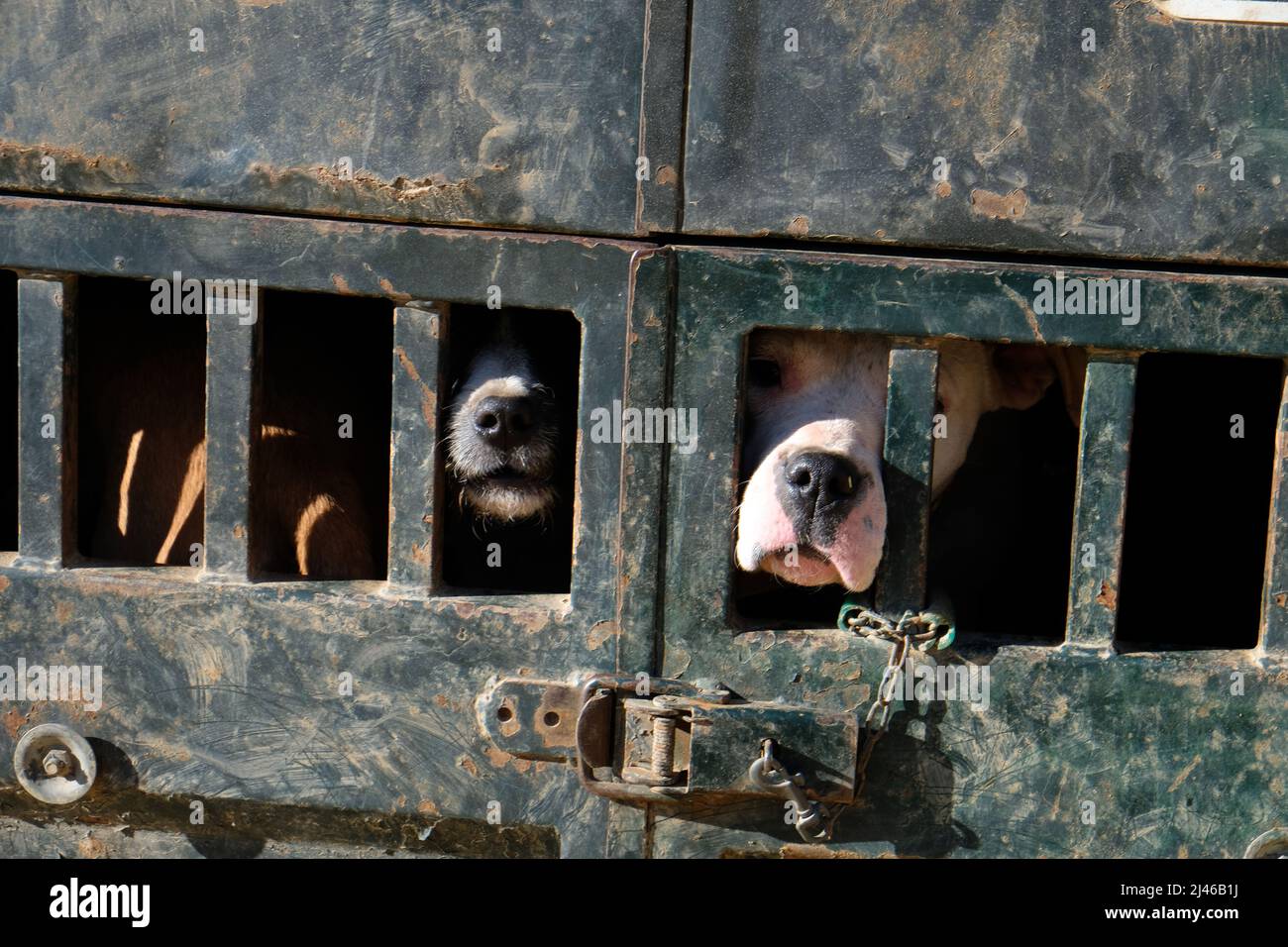 Cani da caccia bloccati in gabbie di trasporto camion durante una riunione di caccia cinghiale a Guadalcanal, Andalusia, Spagna Foto Stock