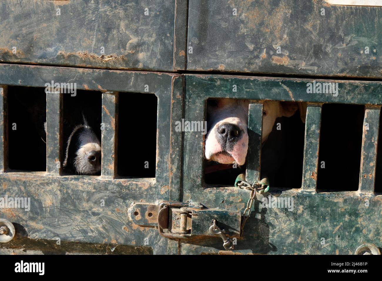 Cani da caccia bloccati in gabbie di trasporto camion durante una riunione di caccia cinghiale a Guadalcanal, Andalusia, Spagna Foto Stock