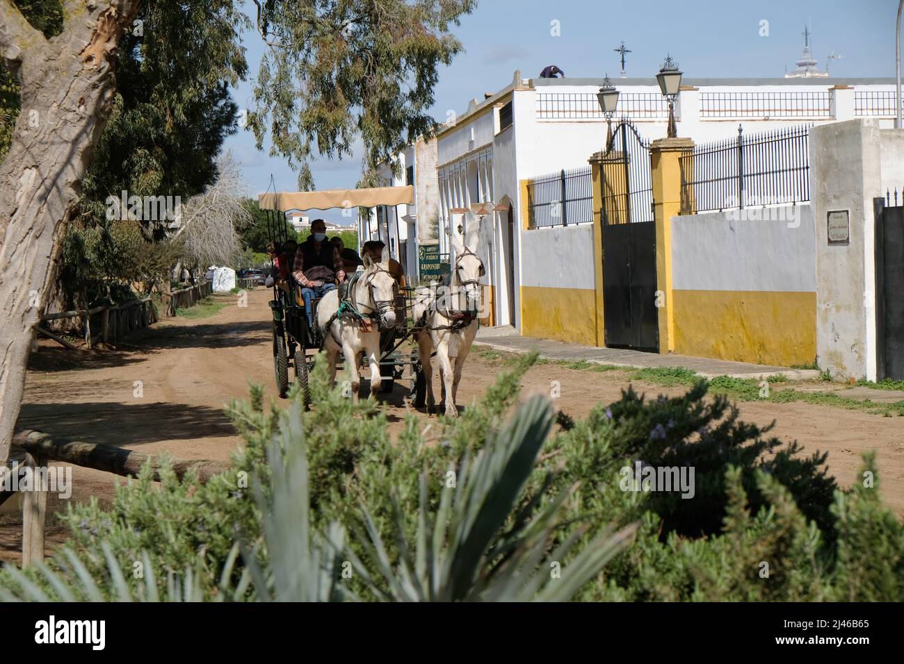 Un paio di muli bianchi tirano una carrozza turistica attraverso le strade sabbiose di El Rocio in Andalusia, Spagna Foto Stock