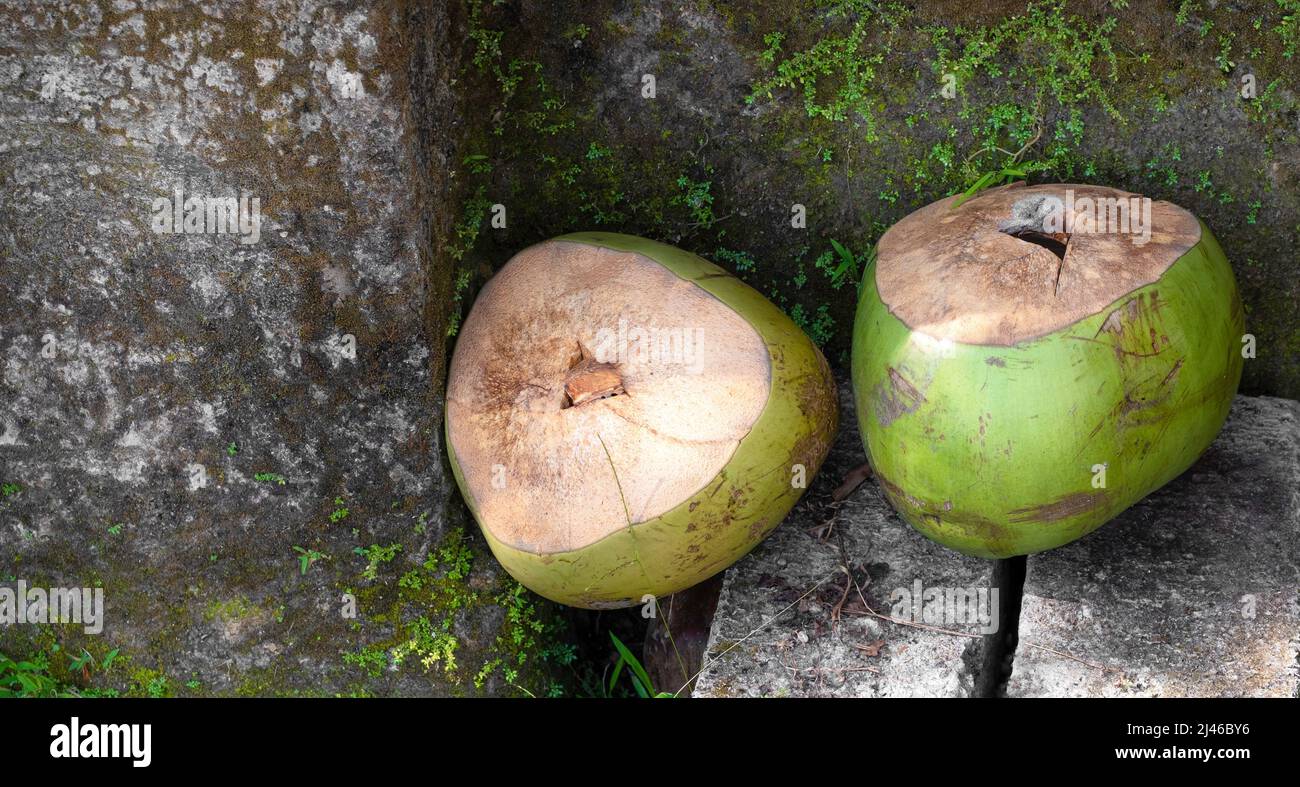 Due noci di cocco fresche verdi con cime tagliate poggiate su cemento nella Bali tropicale, Indonesia Foto Stock