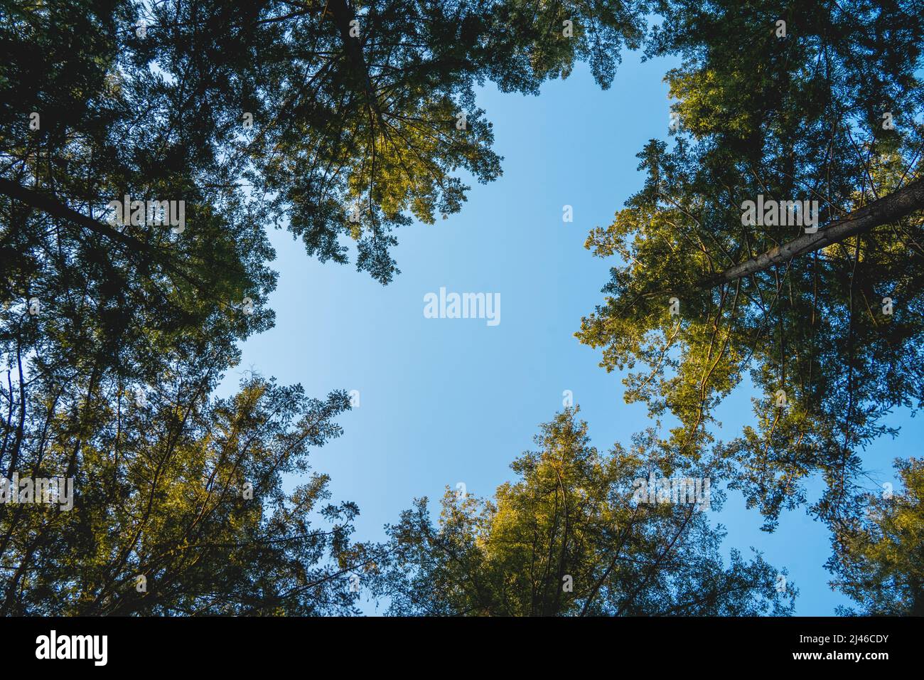 Blue sky attraverso gli alberi Foto Stock