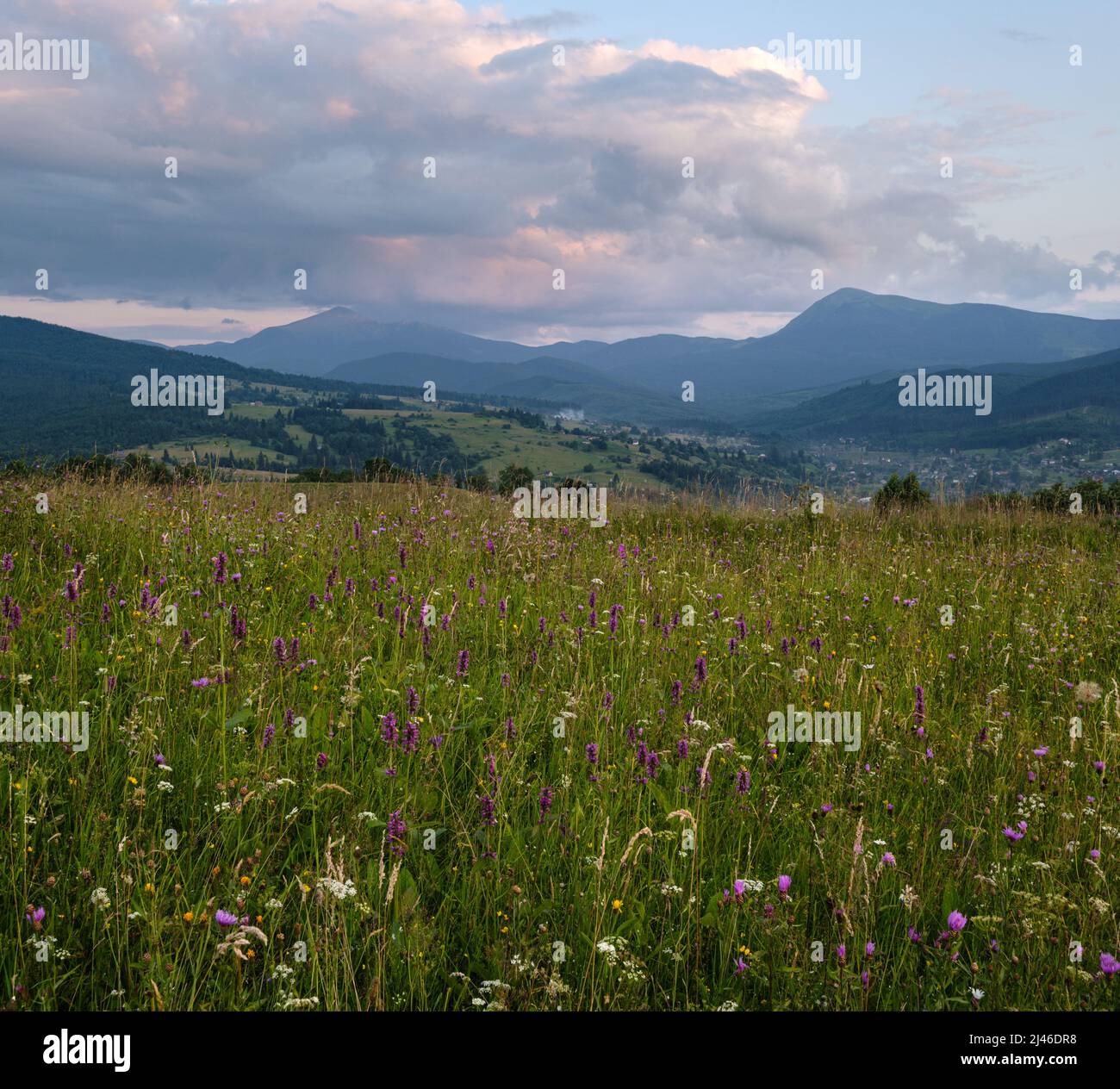 Pittoresco crepuscolo estivo Carpazi montagna campagna prati. Abbondanza di vegetazione e bellissimi fiori selvatici. Hoverla e Petros cime in fa Foto Stock