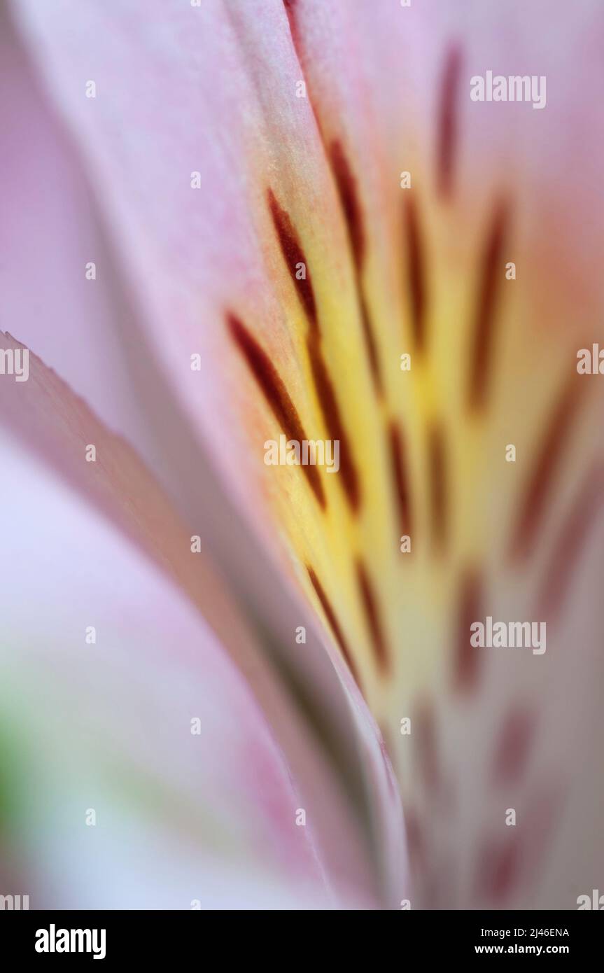 Frammento di fiore di Alstroemeria, macro shot, focus locale Foto Stock