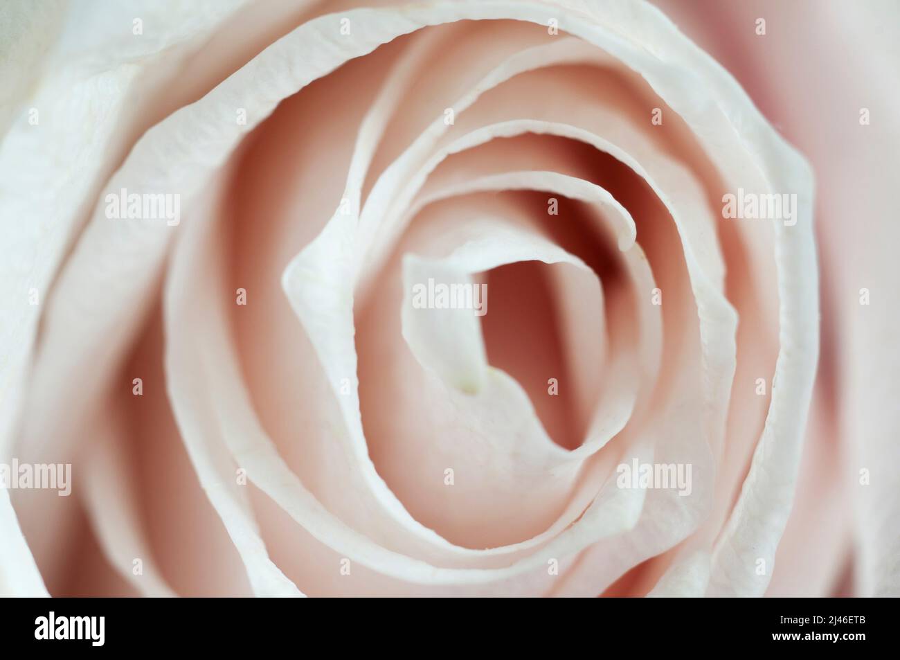 Frammento di fiore di rosa, macro shot, focus locale Foto Stock