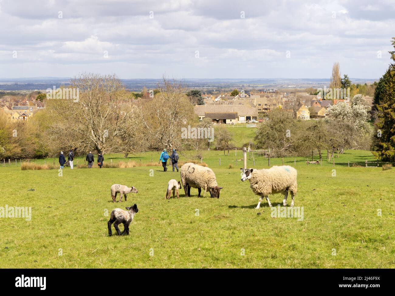 Cotswold Way National Trail - persone che camminano lungo il sentiero attraverso un campo di pecore e agnelli in primavera, Broadway Village, Cotswolds, Worcestershire Regno Unito Foto Stock