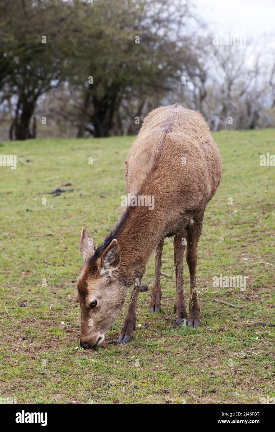 Regno Unito Wildlife; Red Deer UK; una femmina adulta di cervo rosso, Cervus elaphus, alias una cotenna, pascolo in un campo, Worcestershire Regno Unito Foto Stock