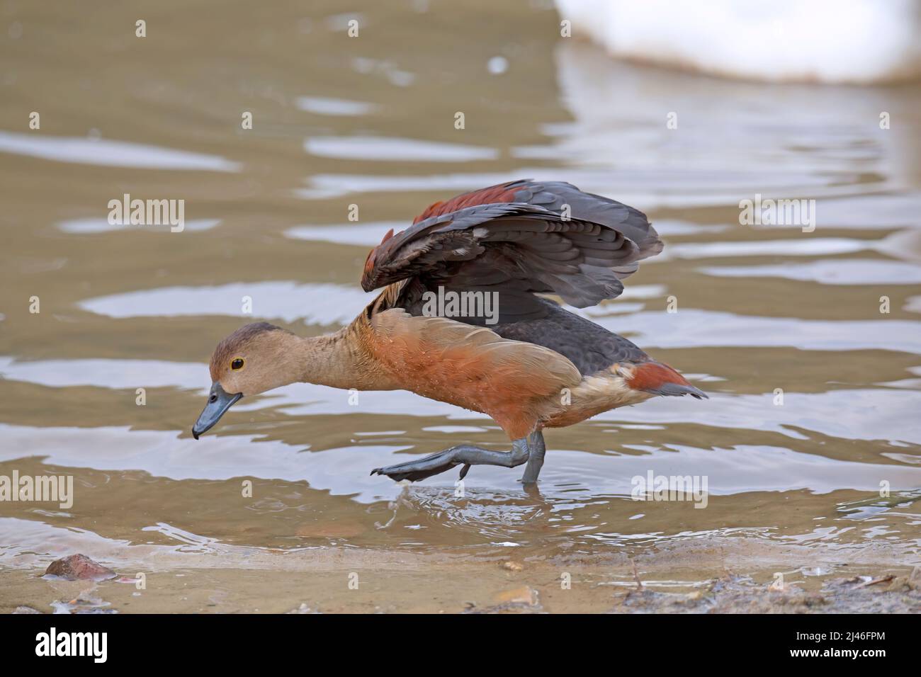 Anatra fischiante minore, Dendrocygna javanica anche conosciuta come anatra fischiante indiana o tino fischiante minore Foto Stock