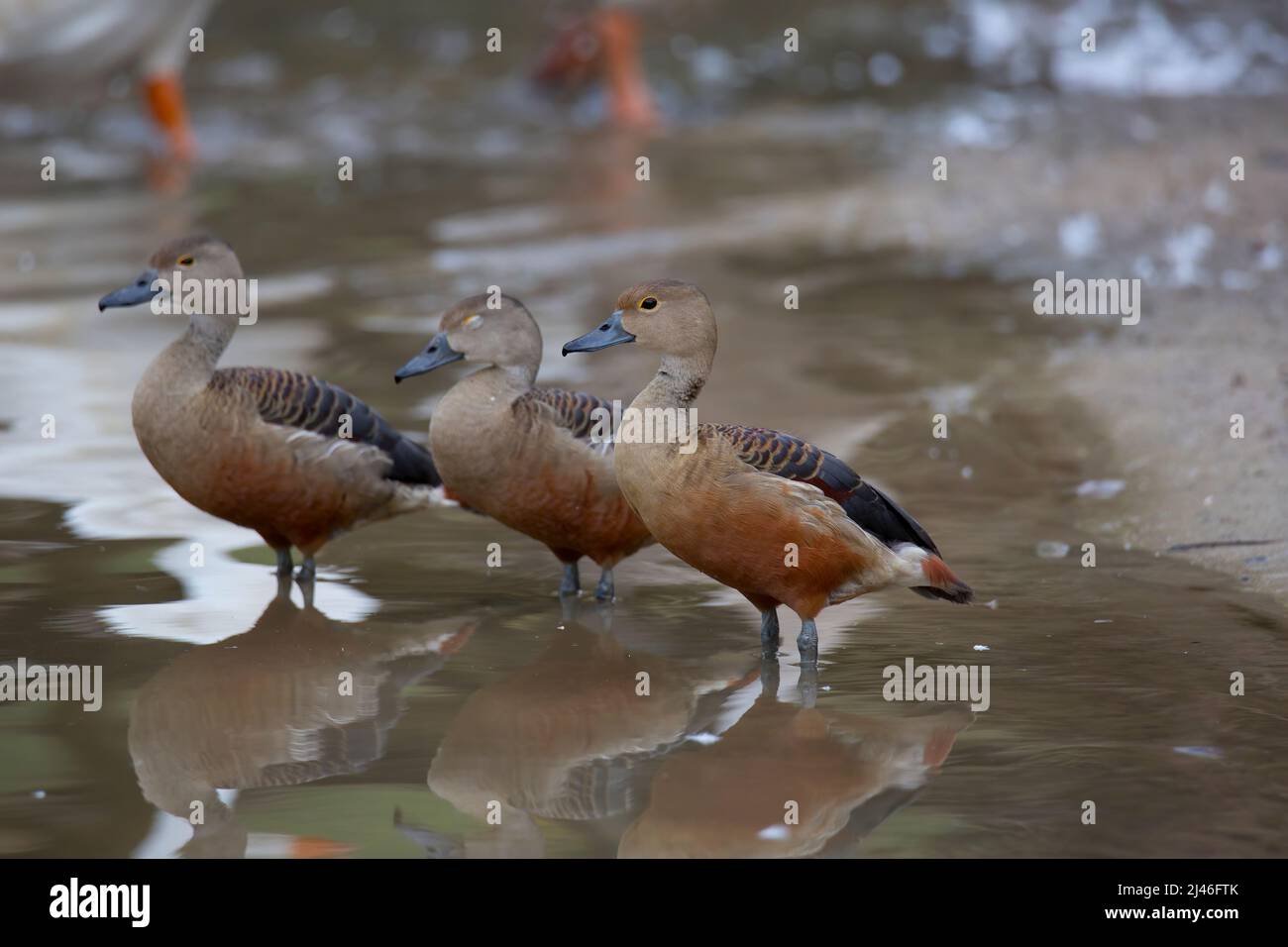 Anatra fischiante minore, Dendrocygna javanica anche conosciuta come anatra fischiante indiana o tino fischiante minore Foto Stock