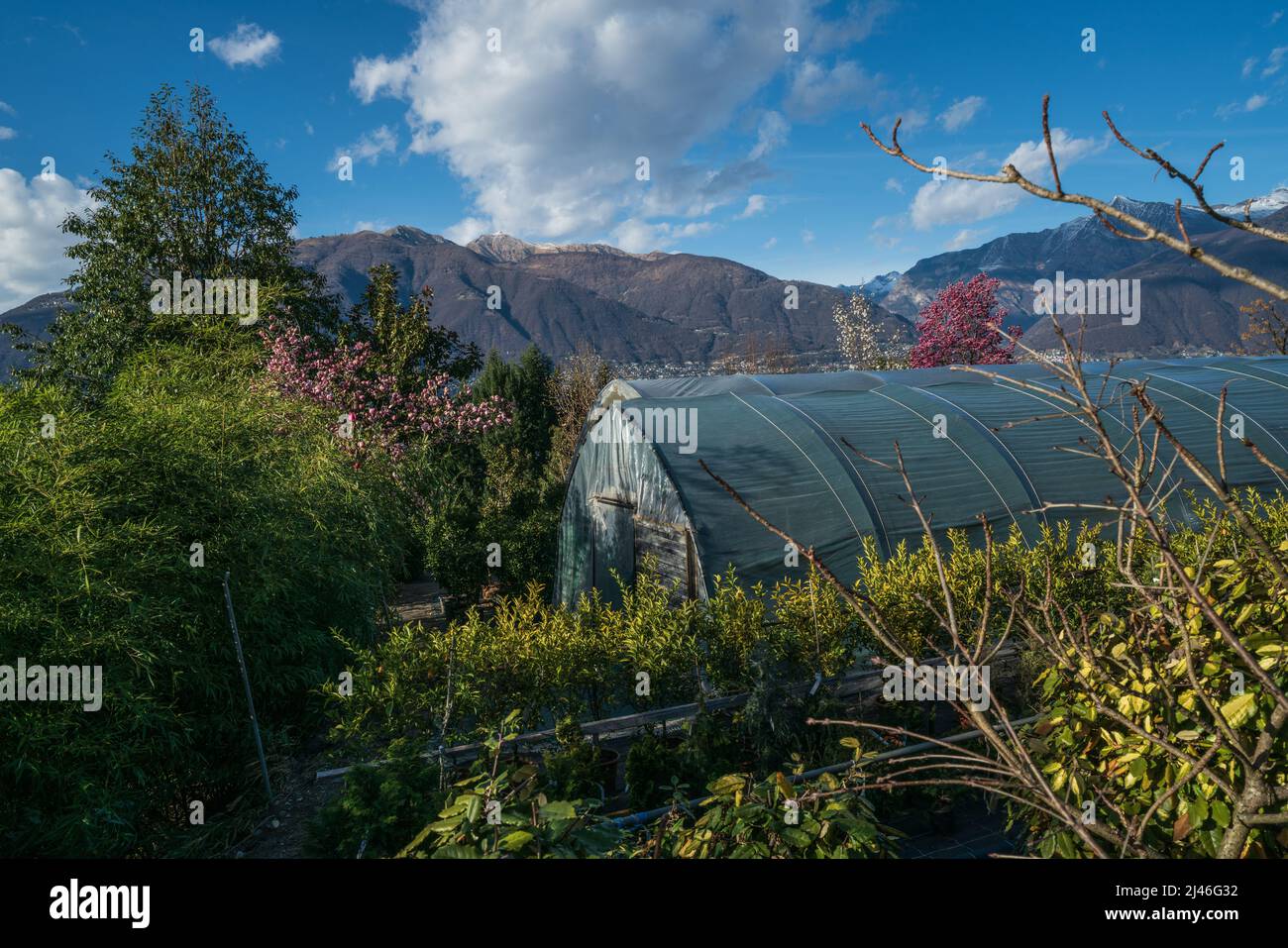 Nel negozio del parco botanico di Gambarogno, Svizzera Foto Stock