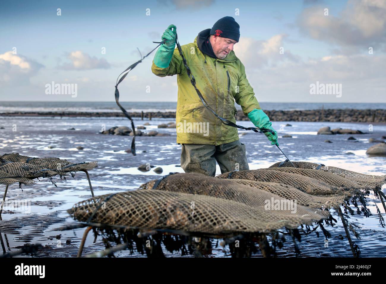 Un agricoltore di ostriche lega il suo stock di borse di ostriche a tralicci sulle relé maree dove matureranno a Porlock Bay, Somerset, Regno Unito. Foto Stock