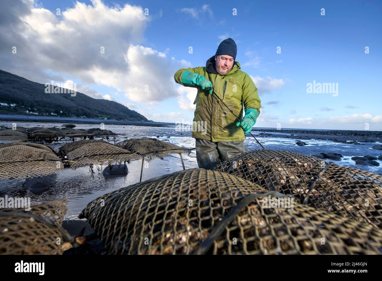 Un agricoltore di ostriche lega il suo stock di borse di ostriche a tralicci sulle relé maree dove matureranno a Porlock Bay, Somerset, Regno Unito. Foto Stock