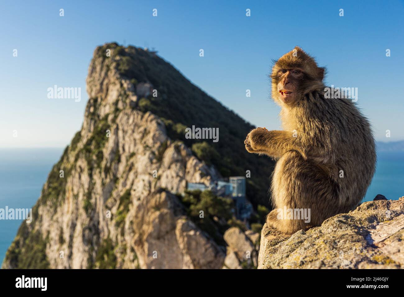 Giovane Barbery Ape seduto su una roccia con la Rocca di Gibilterra contro il mare Foto Stock
