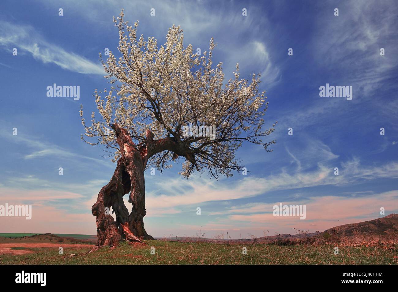 Albero singolo sul campo contro il cielo il potere della rinascita Foto Stock