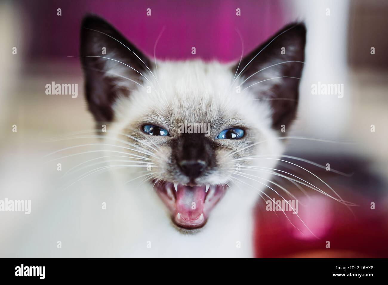 Siamese Kitten sbadigia, meows, o ruggisce alla fotocamera con occhi blu Foto Stock