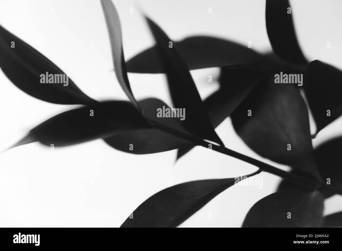 fiori e piante in bianco e nero, fiori su sfondo nero Foto Stock