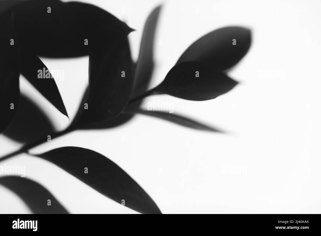 fiori e piante in bianco e nero, fiori su sfondo nero Foto Stock