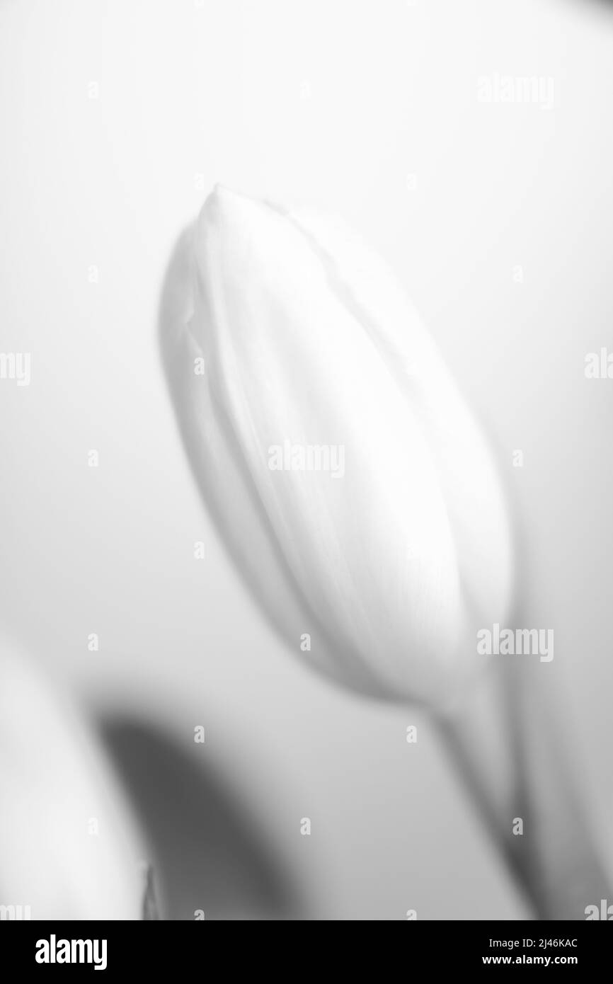 Bella foto d'arte in bianco e nero di tulipani freschi Foto Stock