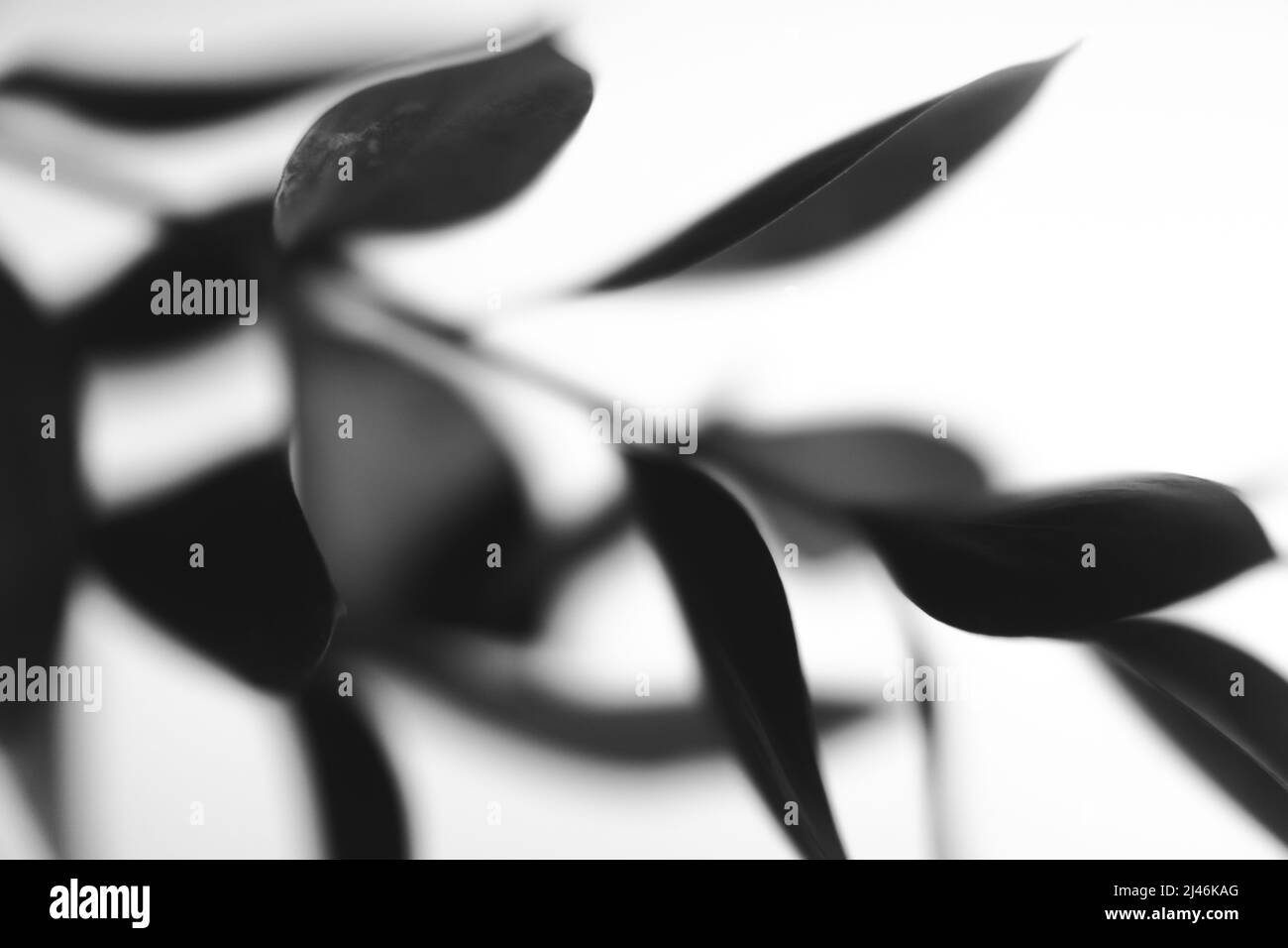 fiori e piante in bianco e nero, fiori su sfondo nero Foto Stock