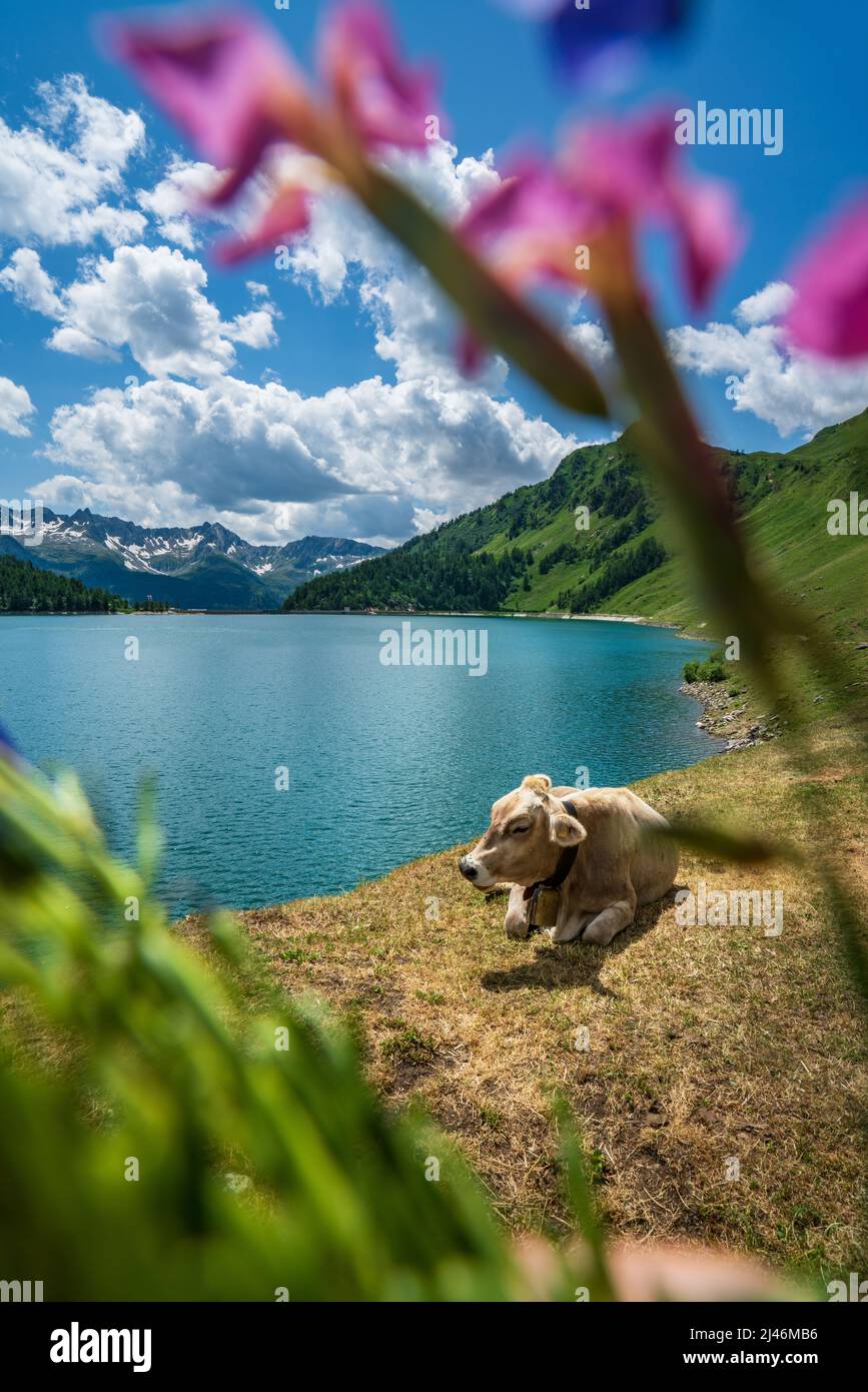 Fiori estivi sfocati sullo sfondo di una mucca presso il lago Ritom Foto Stock