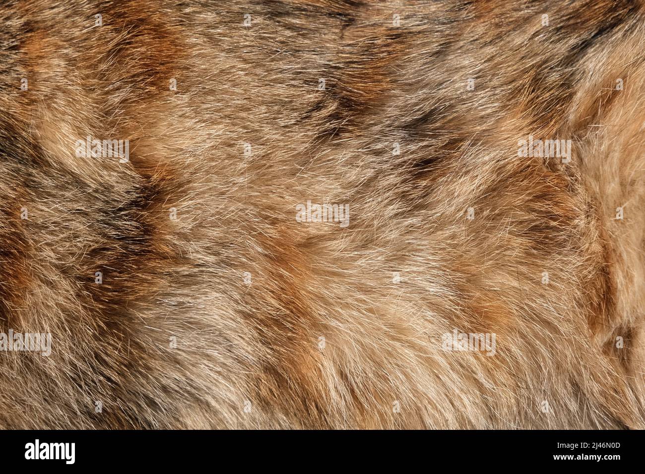 Modello o struttura in pelliccia Cat. Banner texture in pelliccia animale naturale. Sfondo fur in primo piano Foto Stock