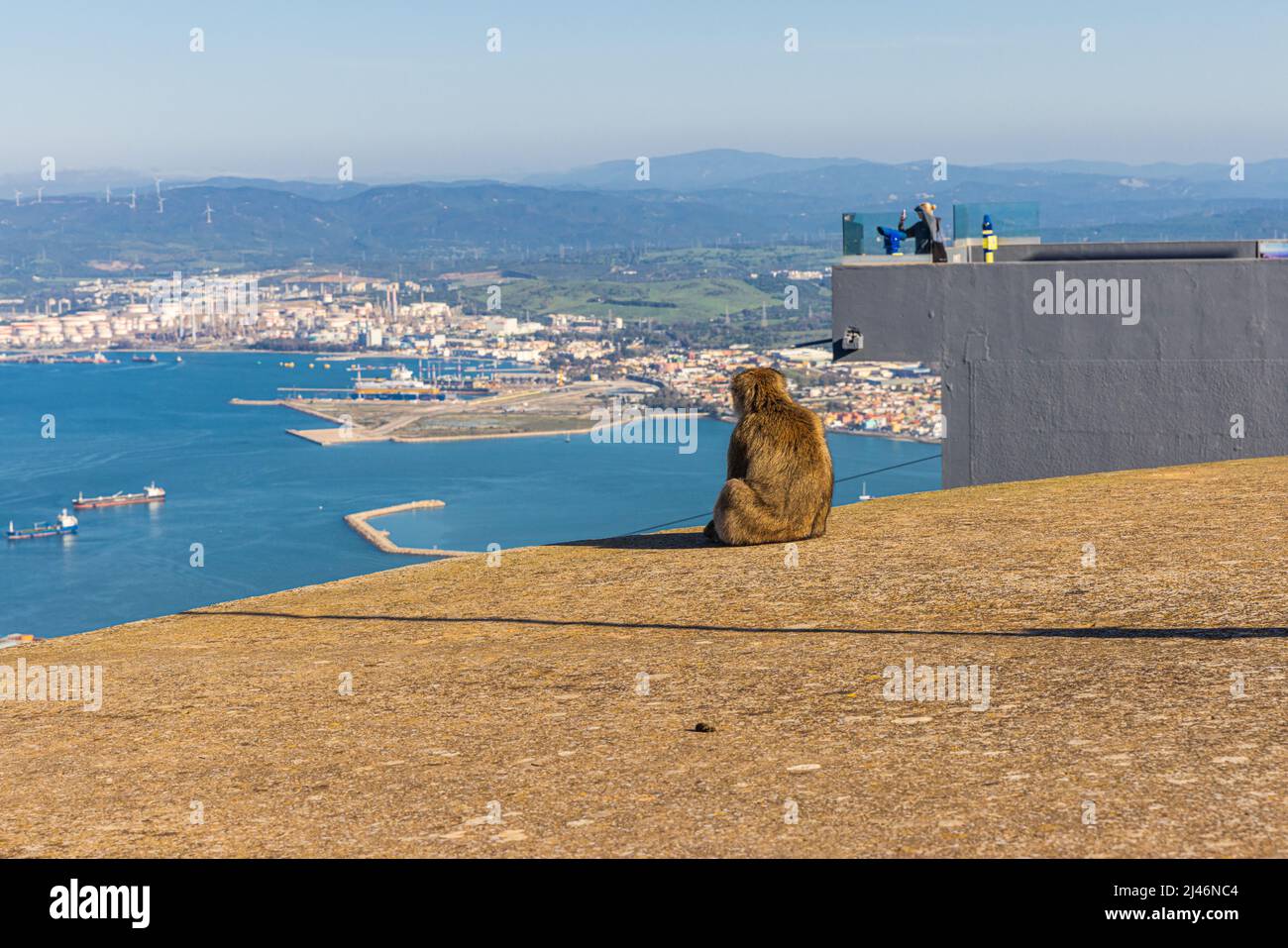 Giovane Barbery Ape seduto alla stazione superiore della funivia di Gibilterra e con vista sulla baia. Foto Stock